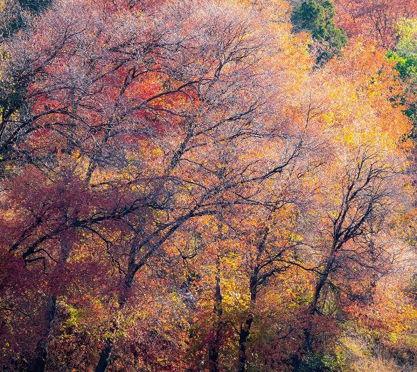 Gulin, Sylvia 아티스트의 USA-Utah-east of Logan on highway 89 fall color on Canyon Maple작품입니다.